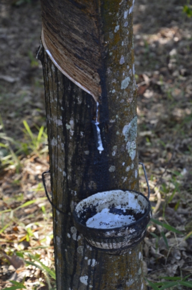 Collecting from a rubber tree